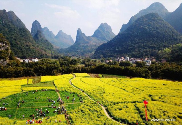 mua hoa no trung quoc thu hut hang ngan khach du lich
