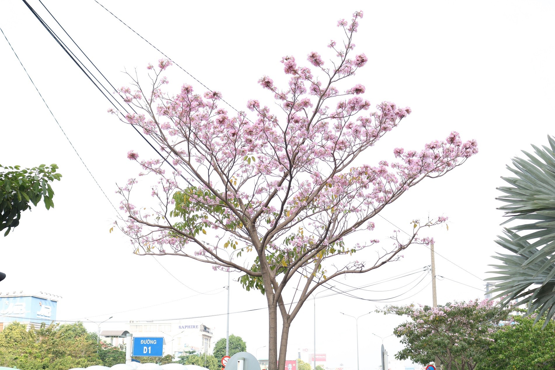 duong pho tphcm quotxinh depquot tho mong trong sac hoa ken hong