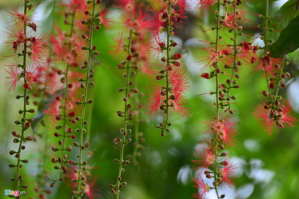 hoa loc vung no rung trai tham mat ho guom