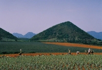 ngam nong trai cua nguoi phu nu co thu vui lam vuon chan nuoi chim ga ngong o tp hcm