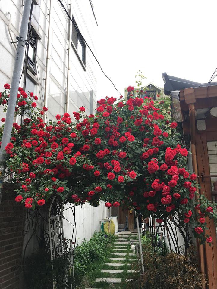 dan mang xuyt xoa voi canh cong hoa hong lang man nhu trong co tich