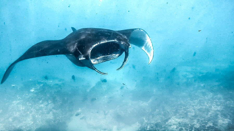 di dau choi gi o dao nhiet doi nusa penida ngay gan bali phan 2