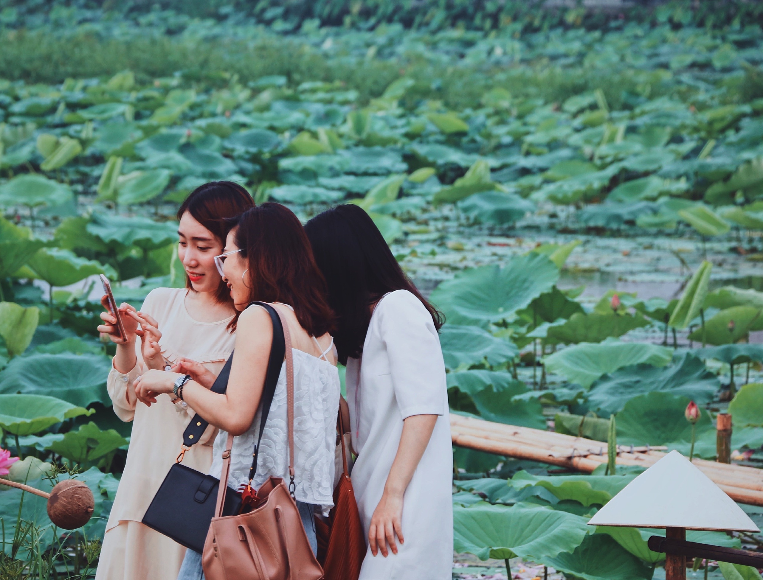 Mỗi năm có một mùa sen: Người người tìm về khu Hồ Tây chụp ảnh moi nam co mot mua sen nguoi nguoi tim ve khu ho tay chup anh