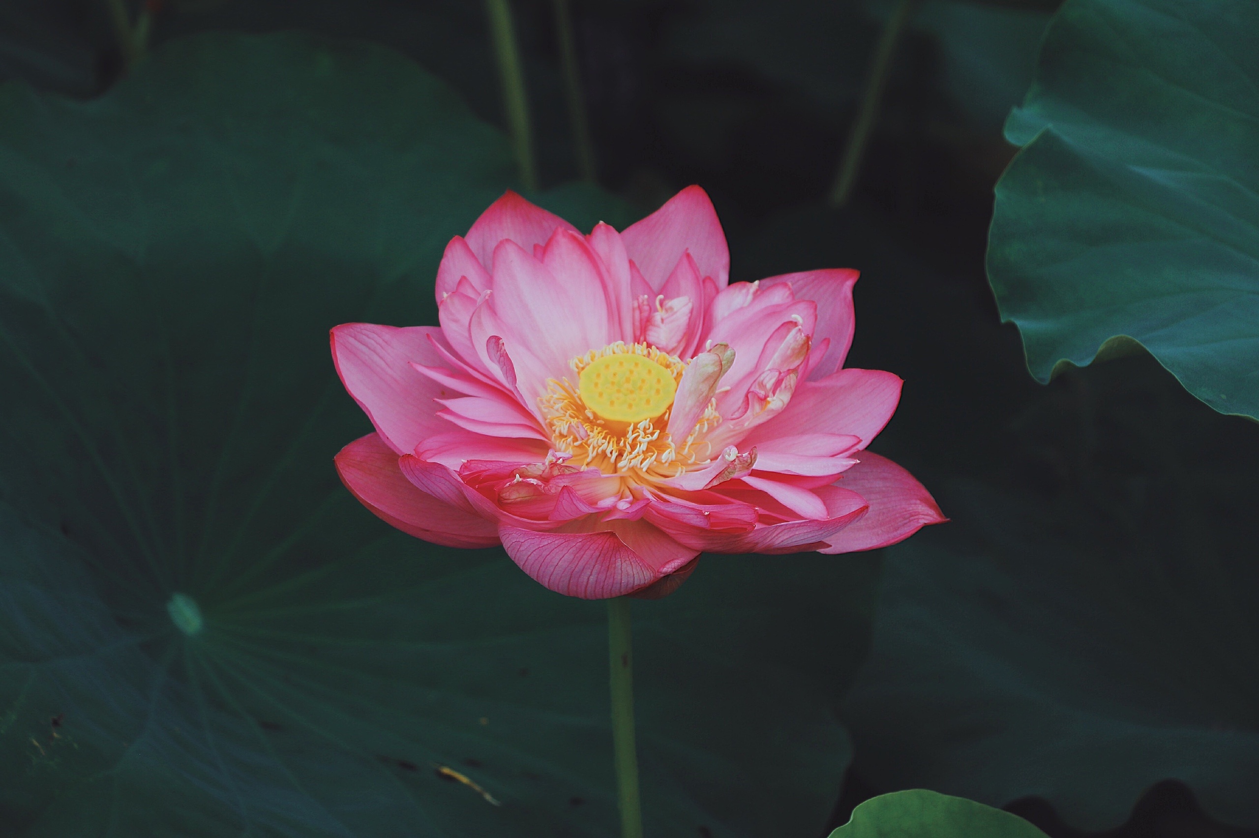 moi nam co mot mua sen nguoi nguoi tim ve khu ho tay chup anh