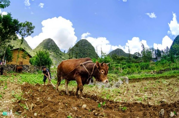 ha giang ngon ngang sau lu dan phuot khong nen di vao thoi diem nay