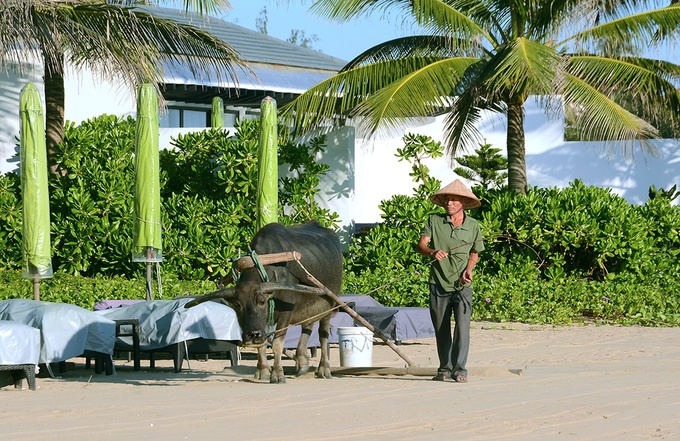 resort 5 sao o hoi an dung trau don bai bien moi ngay