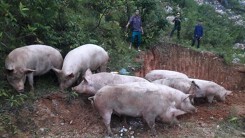 Tiêu hủy hơn 800 kg lợn hơi vận chuyển trái phép qua biên giới