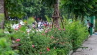 hoa hong da lat tang gia gap ba