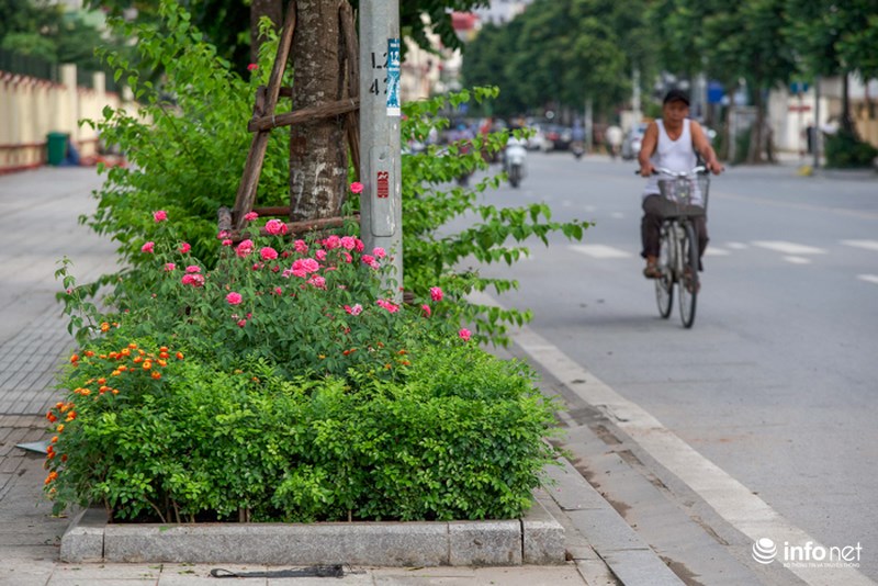ha noi bong xuat hien con duong hoa hong dau tien tuyet dep