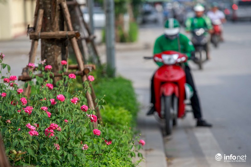 ha noi bong xuat hien con duong hoa hong dau tien tuyet dep