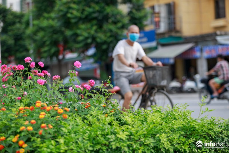 ha noi bong xuat hien con duong hoa hong dau tien tuyet dep