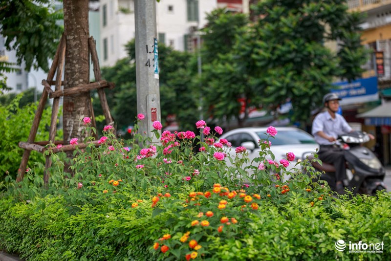 ha noi bong xuat hien con duong hoa hong dau tien tuyet dep