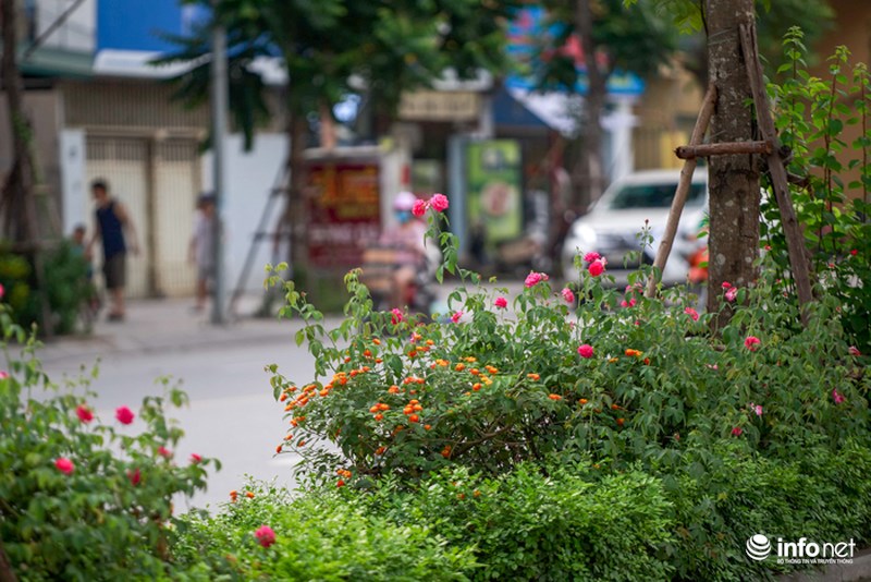 ha noi bong xuat hien con duong hoa hong dau tien tuyet dep