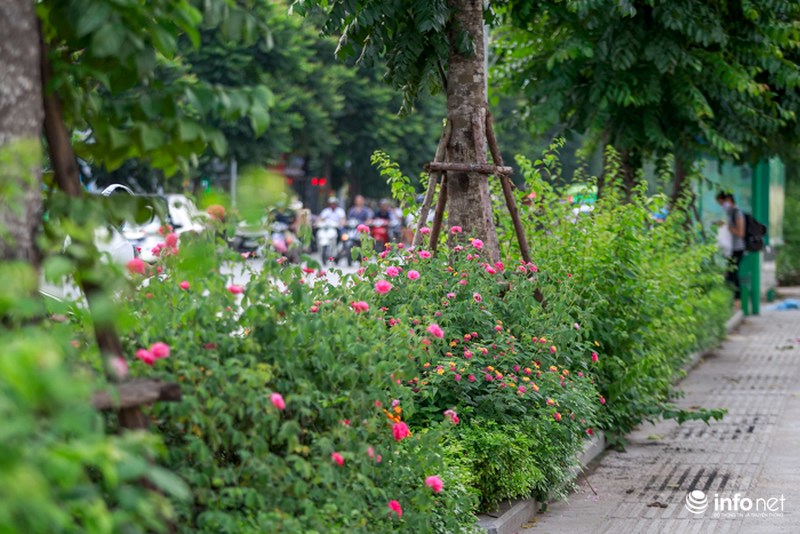 ha noi bong xuat hien con duong hoa hong dau tien tuyet dep