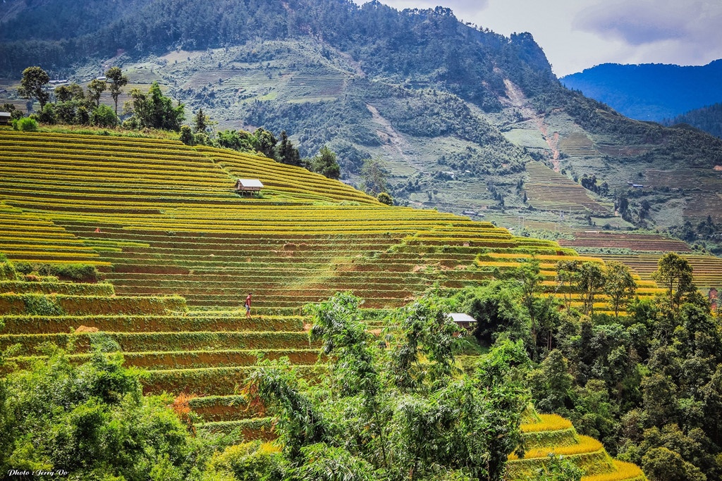 huong dan tan chan cho nhom ban ve mu cang chai mua lua vang