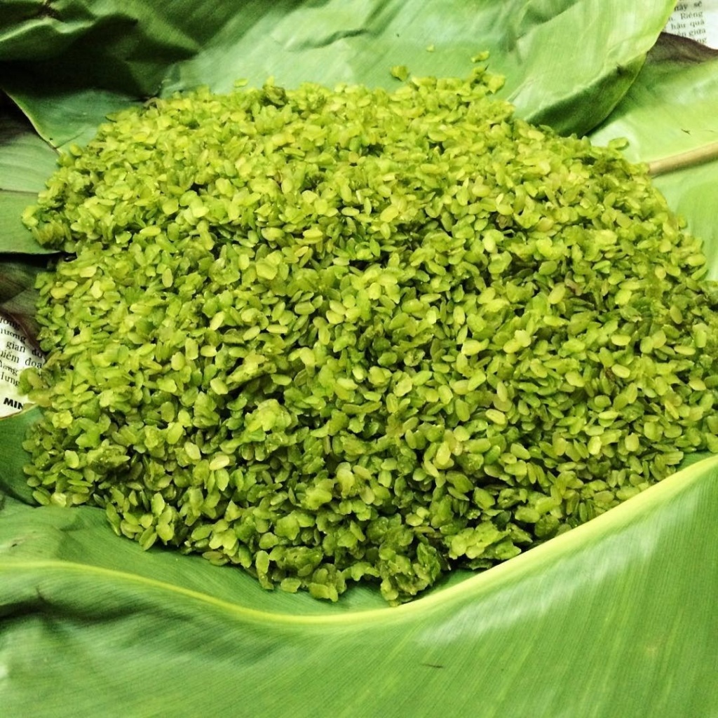 huong dan tan chan cho nhom ban ve mu cang chai mua lua vang
