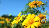 Các địa điểm 'săn' hoa dã quỳ đẹp mê hồn ngay gần Hà Nội