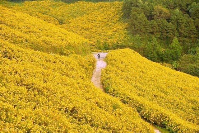 nhung dia diem ngam hoa da quy dep tu bac chi nam