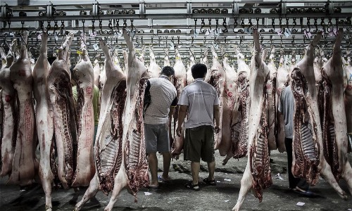 Thiếu tiền, công ty Trung Quốc trả nợ bằng thịt lợn thieu tien cong ty trung quoc tra no bang thit lon