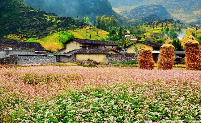 du lich ha giang 6 dia diem ngam hoa tam giac mach dep hut hon