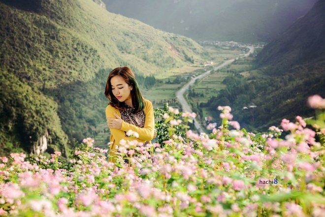 du lich ha giang 6 dia diem ngam hoa tam giac mach dep hut hon