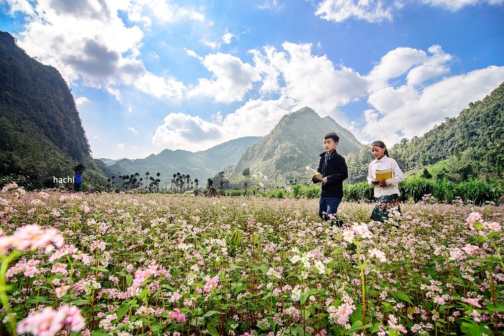 du lich ha giang 6 dia diem ngam hoa tam giac mach dep hut hon