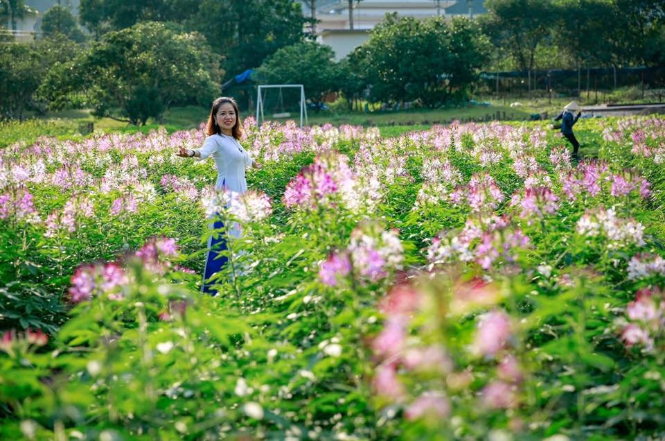 Giới trẻ 'phát sốt' với thung lũng hoa ở Cát Bà gioi tre phat sot voi thung lung hoa cat ba