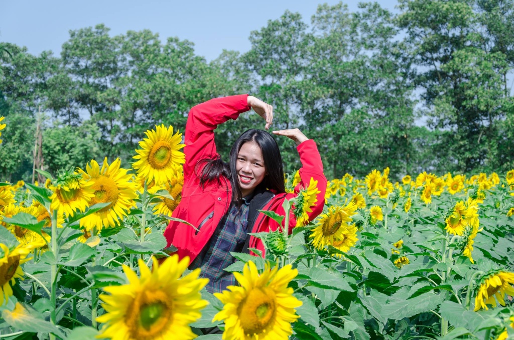quen cuc hoa mi di canh dong hoa huong duong dep ruc ro giua long ha noi moi la diem ban can check in