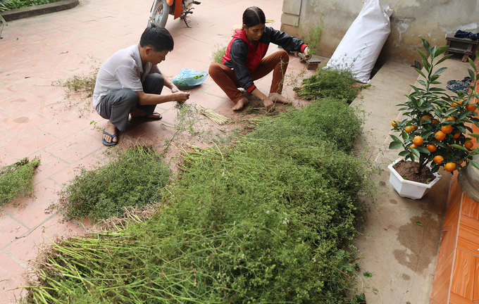 nghe trong cay mui gia dun nuoc tam ngay giao thua