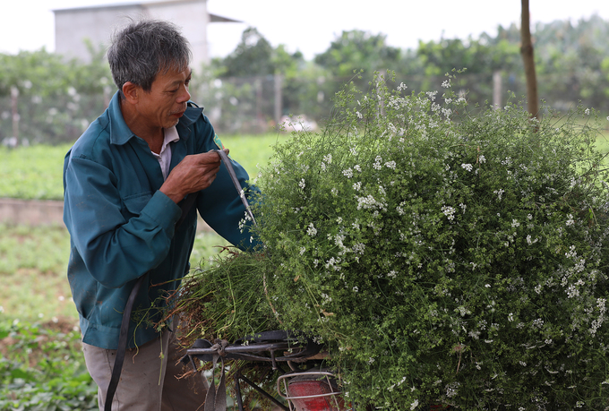 nghe trong cay mui gia dun nuoc tam ngay giao thua