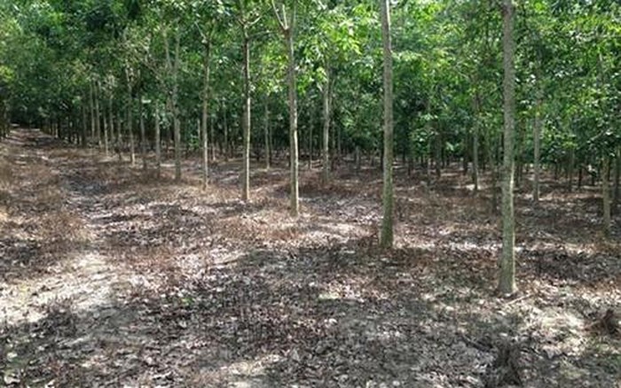 dak nong khoi to bi can doi voi nguyen pho chu tich ubnd huyen tuy duc