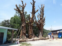 Chủ tịch UBND phường lo lắng 3 cây đa khổng lồ gây nguy hiểm cho người dân