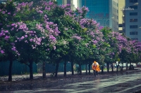 tphcm ung pho voi ap thap nhiet doi co kha nang thanh bao