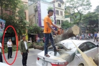 cay xanh bat goc de doi nam nu o trung tam sai gon