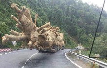 Vụ xe chở cây 'quái thú': Cục CSGT 'giơ cao đánh khẽ' quân nhà?
