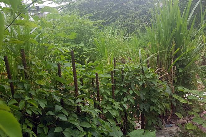 kiem tra bai xe lau tren khu dat 10000m2 giua thu do