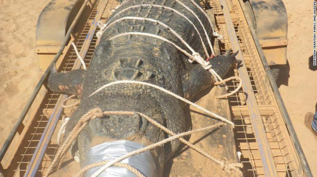 ca sau khong lo 600 kg da bi bat