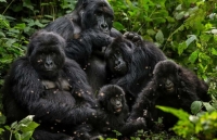 microsoft hop tac national geographic de dua ai vao bao ton moi truong