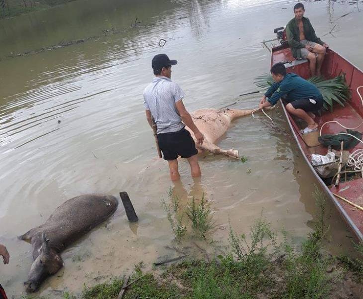 Cận cảnh tan hoang Mường Phú - Nghệ An sau mưa lũ do bão Sơn Tinh can canh tan hoang muong phu nghe an sau mua lu do bao son tinh