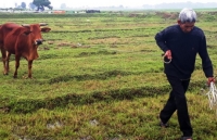 quang binh dan buc xuc vi chan tha trau bo ngoai dong phai dong phi