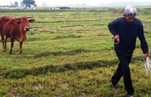 Vụ bắt trâu, bò cõng phí gặm cỏ: Chủ tịch xã bị kiểm điểm rút kinh nghiệm