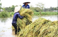 emagazine ha noi hoa binh trong con lu lon