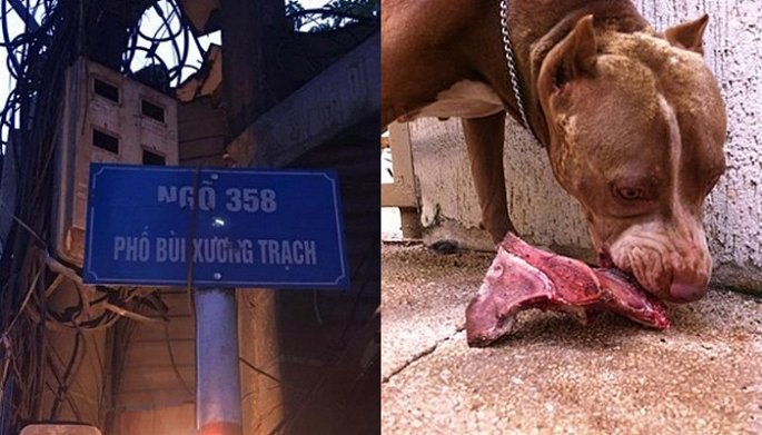 cho pitbull hung du trong nhung vu can trong thuong nguoi va vat nuoi