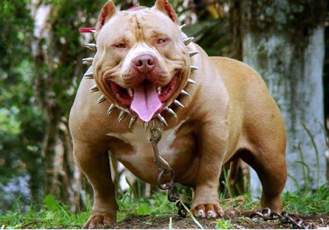 suc manh thuc su cua pitbull duoc vi nhu luc si hang nang