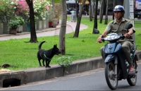 ha noi se lap to phan ung nhanh bat cho tha rong