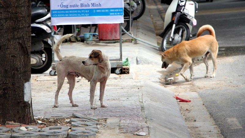 tphcm phot lo ca trieu dong tien phat nguoi dan vo tu tha cho chay rong