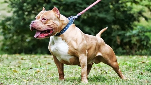 cho pitbull bi nghi can chu nhan den tu vong