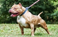 cho pitbull hung du trong nhung vu can trong thuong nguoi va vat nuoi