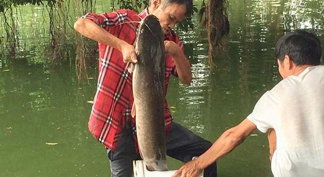 can thu cau duoc ca tre khung hang chuc can tai ho guom