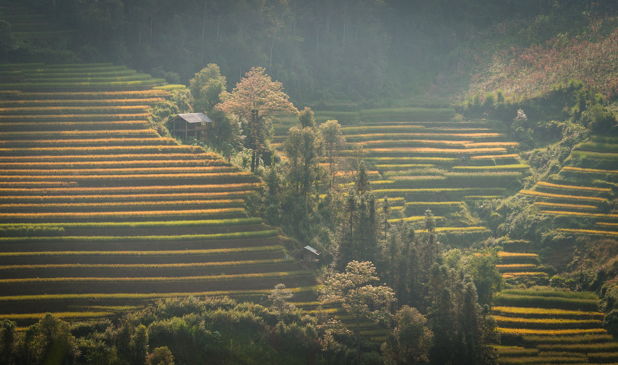 sac thu ruc ro trong mua vang mu cang chai